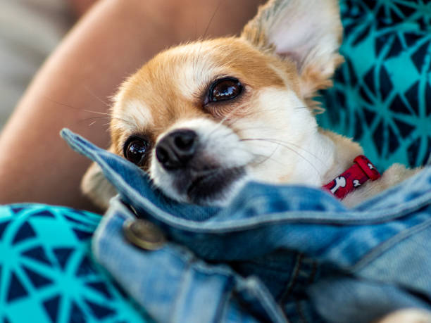 istock head of a beige dog 1309667837