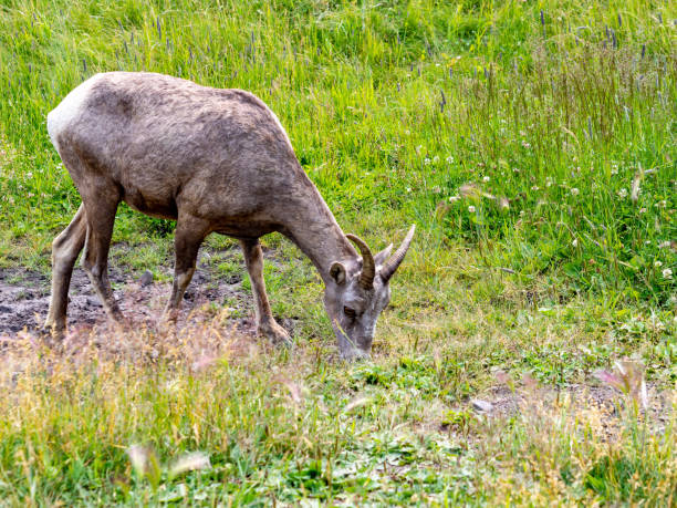 istock sheep eating grass in summer 1309667865