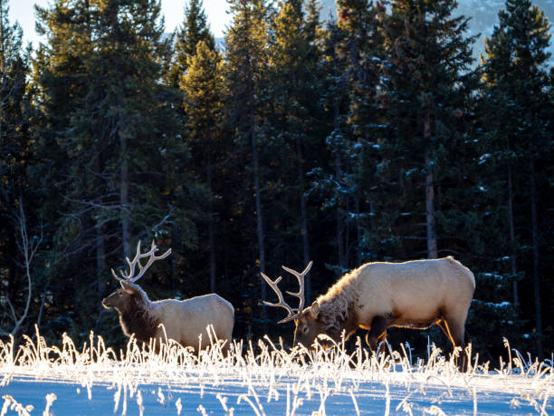 istock duo of elk on a cold day 1309667939