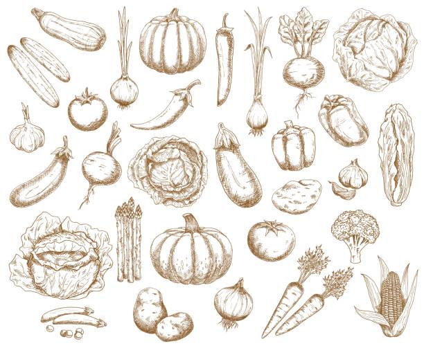 ilustrações, clipart, desenhos animados e ícones de vegetais da fazenda, vegetação e vetores de vegetais - turnip