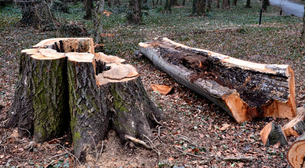 el árbol hueco que se esconde en la cavidad ha sido identificado por un dendrólogo como potencialmente peligroso. para que la gente pueda ver la cavidad llena de madera podrida, se expone en el parque público - hollow fotografías e imágenes de stock