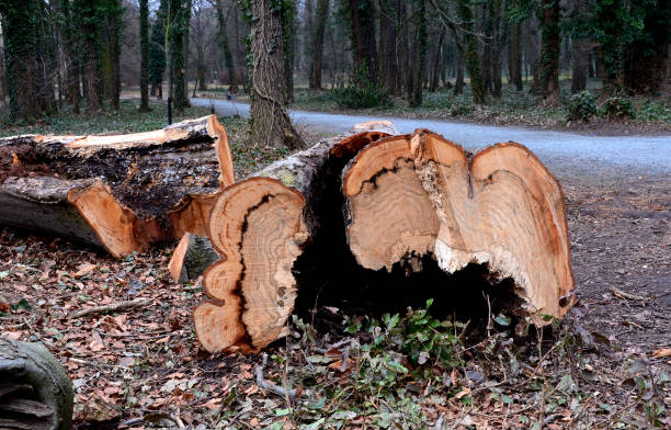 istock The hollow tree hiding in the cavity has been identified by a dendrologist as potentially dangerous. so that people can see the cavity full of rotten wood, it is exposed in the public park 1309668569