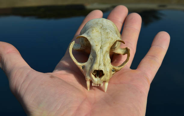 istock A cat skull on the hood of a car studies bones teeth from multiple sides. a scary creature in a man's hand scares the superstitious driver. skull on a green background with reflection mirroring 1309668573