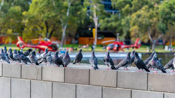Multiple pigeons are standing on a wall with two red helicopters in the background Multiple pigeons are standing on a wall with two red helicopters in the background on the banks of the Yarra River in Melbourne, Australia pigeon meat photos stock pictures, royalty-free photos & images