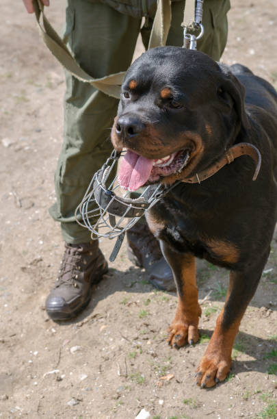 istock A military dog sits at his owner's foot. 1309669870