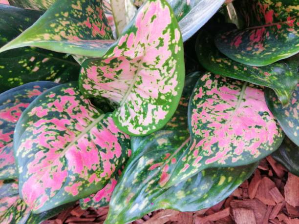 istock Pink Algaonema Plant 1309671000