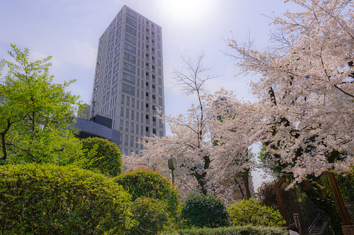 Cherry blossoms bloom in the streets of Nogizaka, Minato-ku, Tokyo.