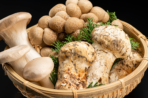 Shiitake Mushroom on White Background
