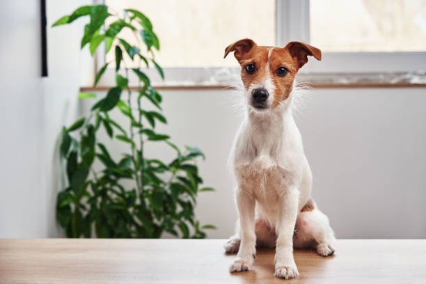 istock Dog portrait at home. Jack Russell terrier looking at camera 1309672775