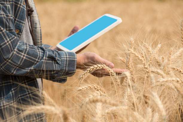 istock Farmer checking data in a wheat field with a tablet and examnination crop. 1309672791
