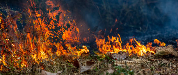 istock Forest fire in northern Thailand. 1309672953