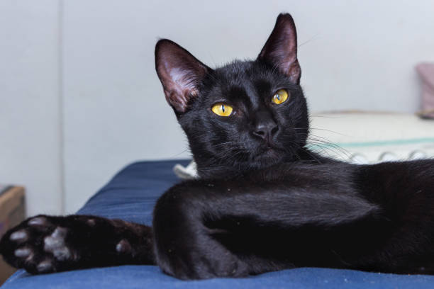 istock Black cat with yellow eyes lying on blue blanket 1309672969