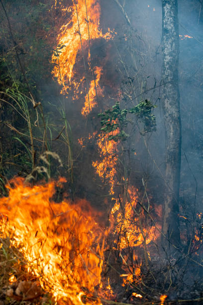 istock Forest fire disaster is burning caused by human 1309673494