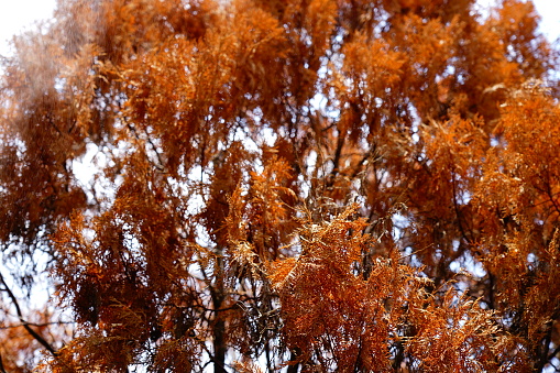 Autumn Brown Colored Leaves of Pine-Tree in nature