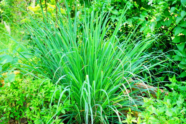 lemongrass in nature - lemon grass imagens e fotografias de stock