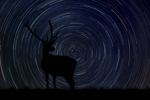 istock Deer at night with startrail in the background 1309674718