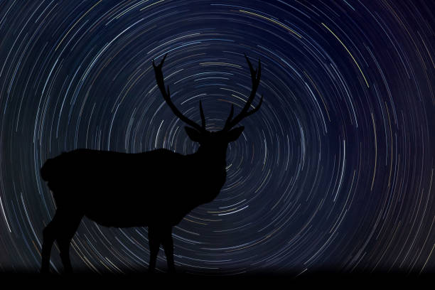 istock Deer at night with startrail in the background 1309674731