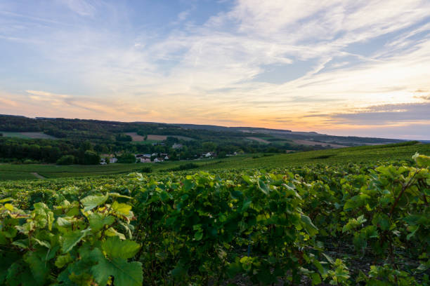 istock Row vine grape in champagne vineyards at montagne de reims 1309675376