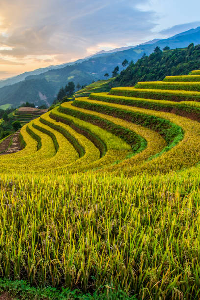 Terraced rice paddy field landscape of Mu Cang Chai Green terraced rice fields in rainny season at Mu Cang Chai, Vietnam yên bái stock pictures, royalty-free photos & images