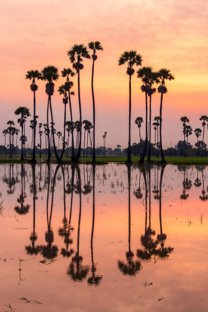 istock Silhouette of reflection of palm tree during sunrise time 1309675457