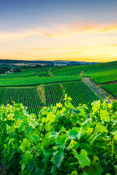 istock Row vine grape in champagne vineyards at montagne de reims 1309675467