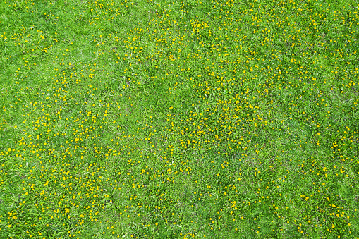 green meadow with yellow blooming dandelions on a sunny spring day. aerial top view