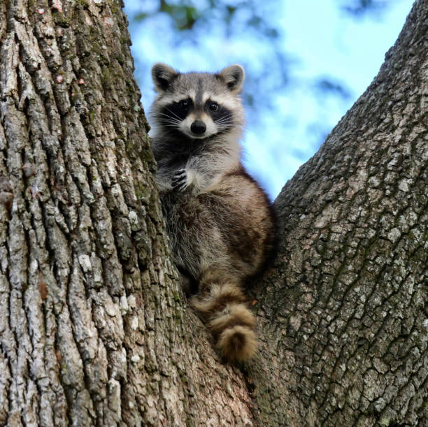 istock Sweet raccoon 1309676554