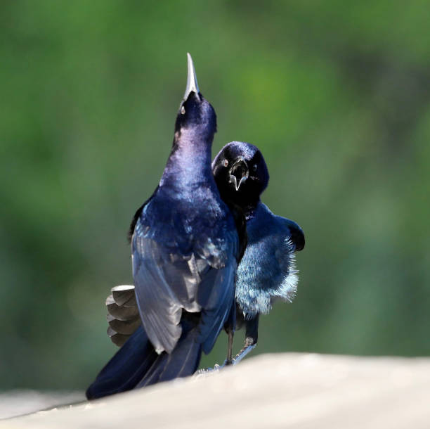 лодка хвостом grackles - quiscalus стоковые фото и изображения