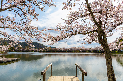 Cherry blossoms in full bloom with a lake in famous Kyoto Japan.