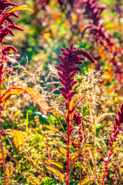 istock Beautiful dark red Amaranth Plant in bright sunlight 1309677795