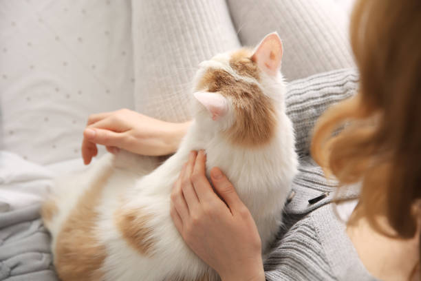 istock Woman with cute fluffy cat on bed, closeup 1309678598