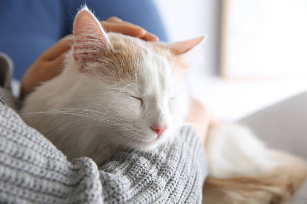 istock Woman with cute fluffy cat on blurred background, closeup 1309678618
