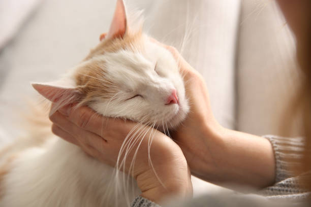 istock Woman with cute fluffy cat on blurred background, closeup 1309678643