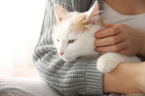 istock Woman with cute fluffy cat on light background, closeup 1309678677