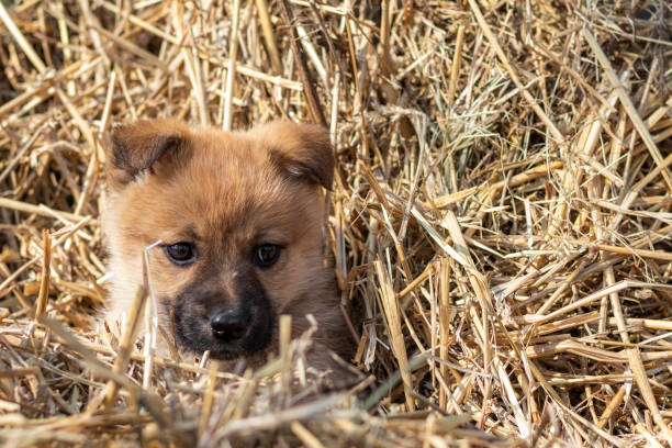 istock Portrait of a small puppy. 1309679429
