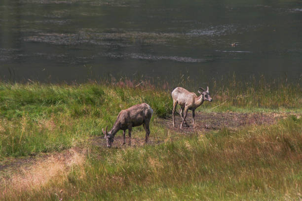 istock Bighorn sheep by pond 1309679595