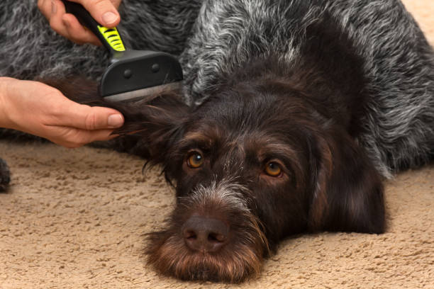 istock female hands with furminator combing dog 1309681927