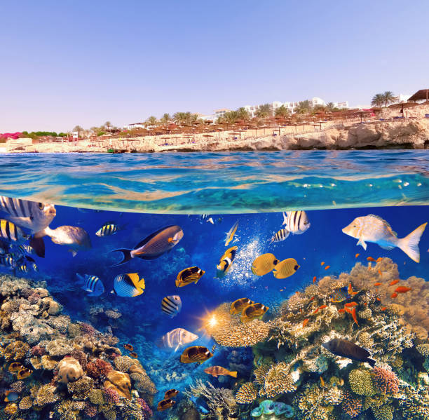 istock Underwater Colorful Tropical Fishes. 1309683175