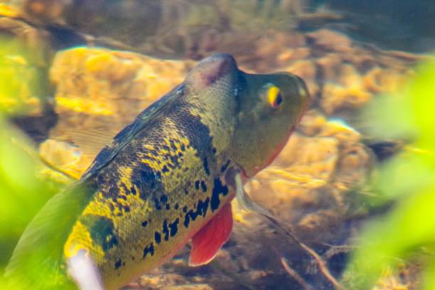 istock Peacock bass in the water 1309683220