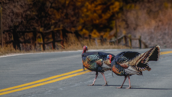 A pair of male turkeys crossing the road.