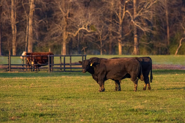 春の牧草地で牛の隣にアンガス雄牛 - field hereford cattle domestic cattle usa ストックフォトと画像