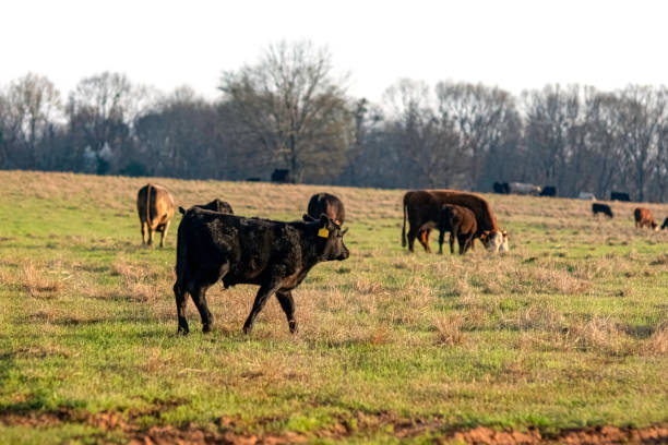 istock Black calf walking with herd in background 1309685025