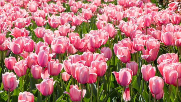 istock Beautiful spring pink tulips flowers background 1309685224