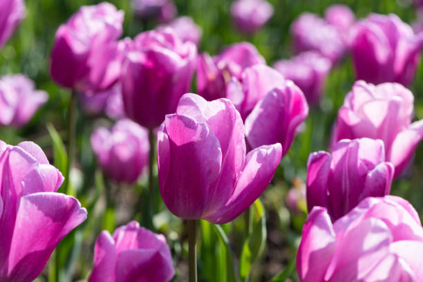 istock Beautiful spring purple tulips flowers background 1309685250