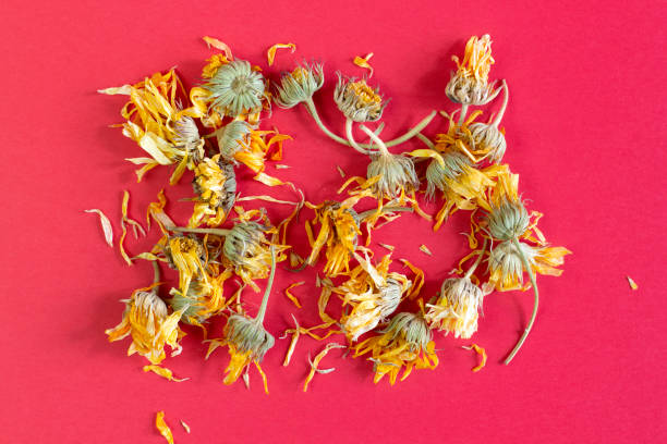 istock Calendula officinalis dried medicinal herb for tea close-up on a bright red background 1309686042
