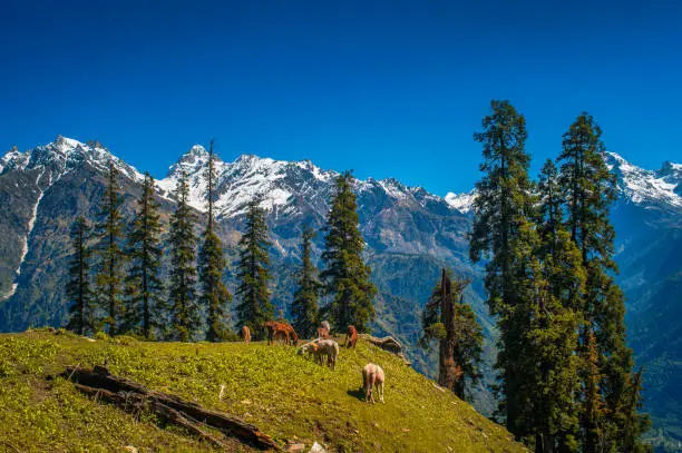 Landscape in the mountains. View of Majestic Himalayan mountains in Parvati Valley, Himachal Pradesh, India.