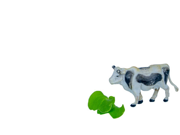 istock Animal white cow with black spots eats green grass. 1309687286