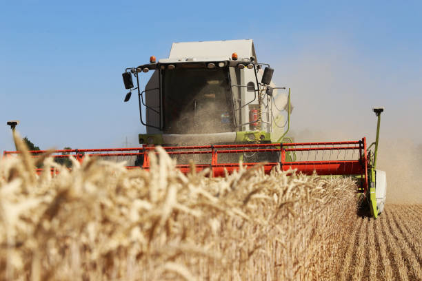 istock Agricultural cereal harvest with with combine harvester (Germany) 1309688337
