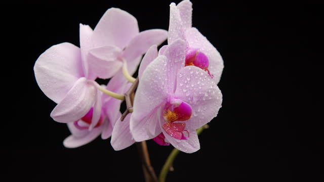 Close Up of Purple Orchid Flower With Water Drops