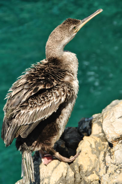 istock Great cormorant on cliffs in Istria 1309689804